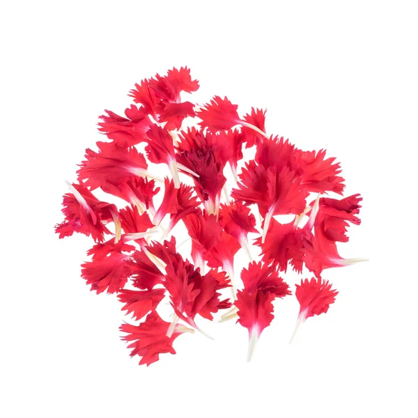 Colourful group of red petals isolate on white background — Stock Photo, Image