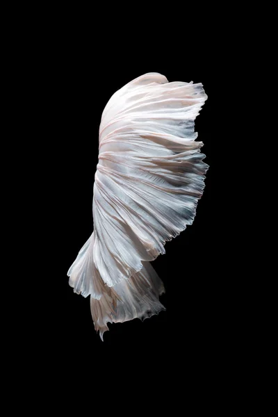 Abstract fine art of moving fish tail of Betta fish, Siamese fighting fish isolated on black background — стоковое фото