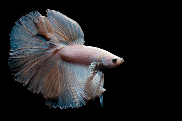 Betta の魚または黒の背景上で分離の動きでシャムの戦いの魚のクローズ アップ. — ストック写真