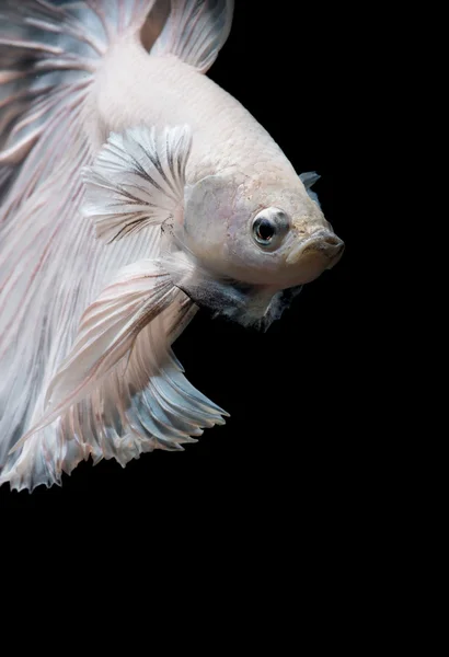 Betta vis, Siamese vechten vis in beweging geïsoleerd op zwarte achtergrond. — Stockfoto