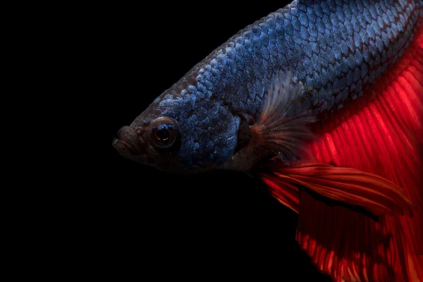 Close up van Betta vis of Siamese vechten vis in beweging geïsoleerd op zwarte achtergrond. — Stockfoto