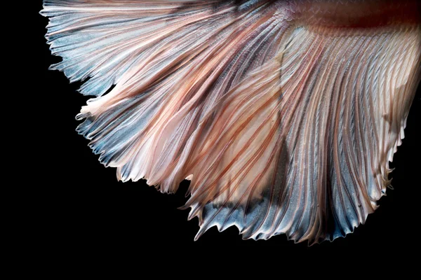 Bellas artes abstractas de la cola de peces en movimiento de peces Betta o peces siameses de lucha aislados sobre fondo negro . — Foto de Stock