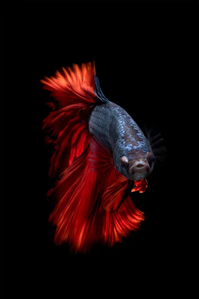 Betta の魚または黒の背景に分離されたムーブメントでシャムの戦いの魚のクローズ アップ. — ストック写真