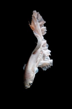 Daha iyi balık, Siyam mücadele balık hareketi