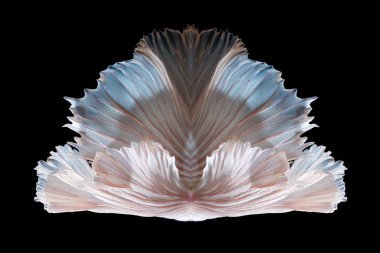 Güzel balık kuyruğu daha iyi balık veya Siyam mücadele balık hareketli Sanat