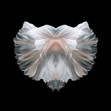 Güzel balık kuyruğu daha iyi balık veya Siyam mücadele balık siyah arka plan üzerine izole hareketli Sanat.