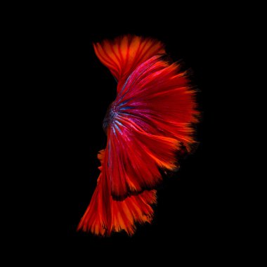 Abstract fine art of moving fish tail of Betta fish or Siamese f