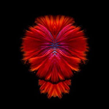 Abstract fine art of moving fish tail of Betta fish or Siamese f