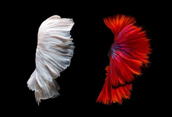 Abstract fine art of moving fish tail of Betta fish or Siamese f — Stockfoto