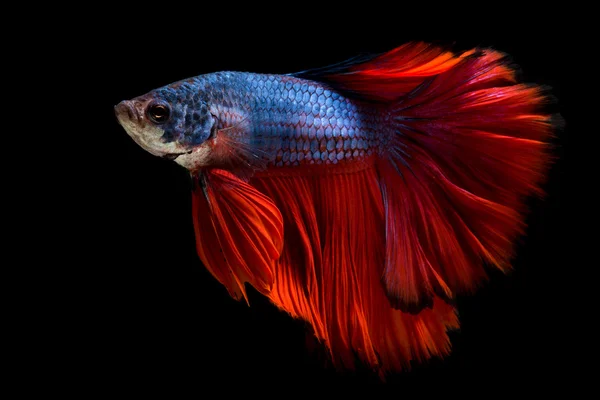 Peixe Betta colorido, peixe siamês em movimento isolado sobre fundo preto — Fotografia de Stock