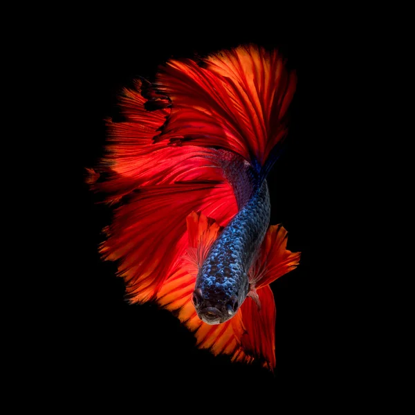 Peixe Betta colorido, peixe siamês em movimento isolado sobre fundo preto — Fotografia de Stock