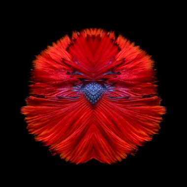 Güzel balık kuyruğu daha iyi balık veya Siyam mücadele balık siyah arka plan üzerine izole hareketli Sanat.