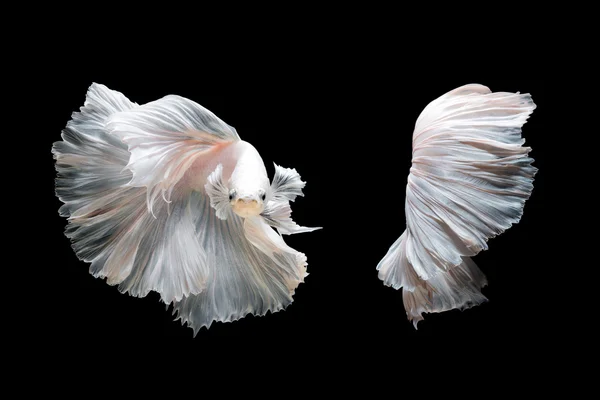 White platinum Betta fish or Siamese fighting fish in movement isolated on black background