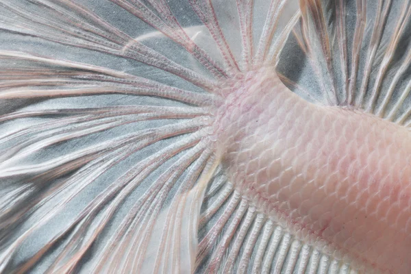Närbild hud av Betta fisk, Siamese Fighting Fish — Stockfoto