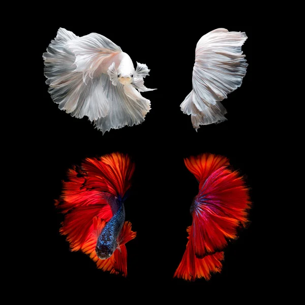 Betta fish,Siamese fighting fish in movement isolated on black background — Stock Photo, Image