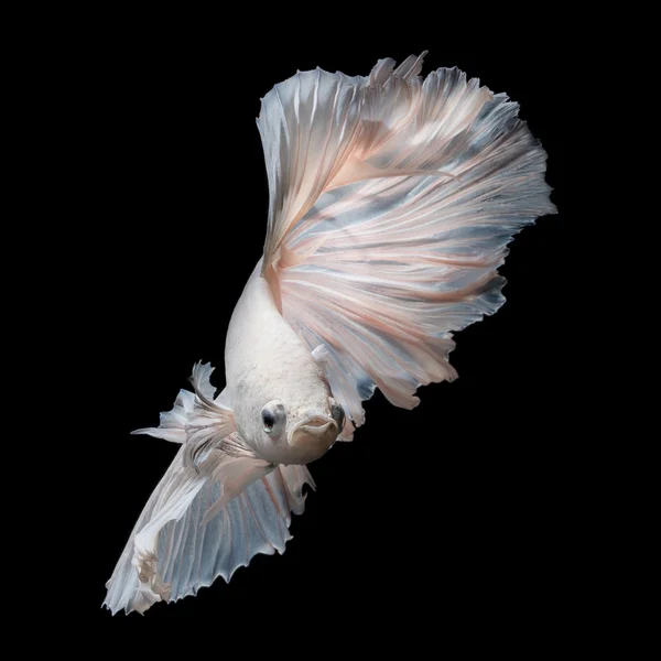 White platinum Betta fish or Siamese fighting fish in movement isolated on black background — ストック写真