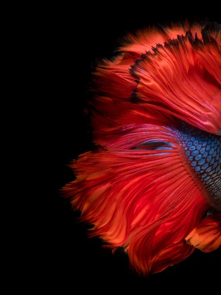 Abstract fine art fish tail free form of Betta fish or Siamese fighting fish isolated on black background.