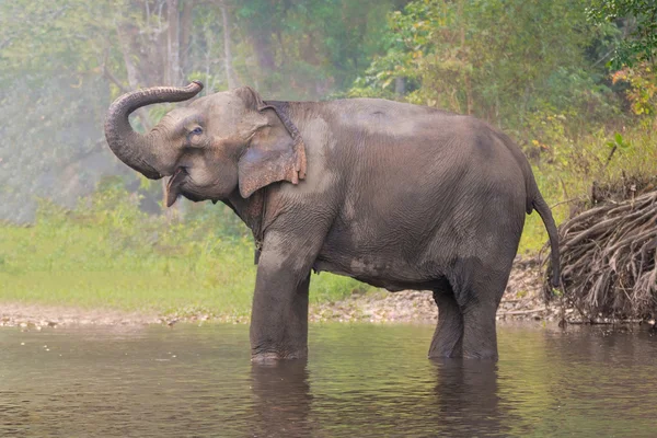 Aziatische olifant in een natuurlijke rivier in Deep Forest, Thailand — Stockfoto