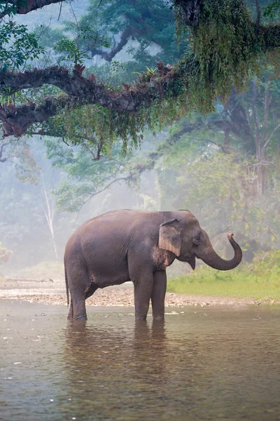 Elefante asiático em um rio natural na floresta profunda, Tailândia — Fotografia de Stock