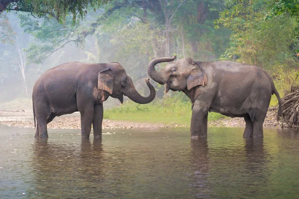 Elefantes asiáticos em um rio natural na floresta profunda, Tailândia — Fotografia de Stock