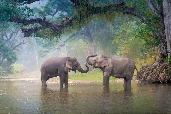 Elefantes asiáticos em um rio natural na floresta profunda, Tailândia — Fotografia de Stock
