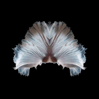 Abstract fine art fish tail free form of Betta fish or Siamese fighting fish isolated on black background. clipart