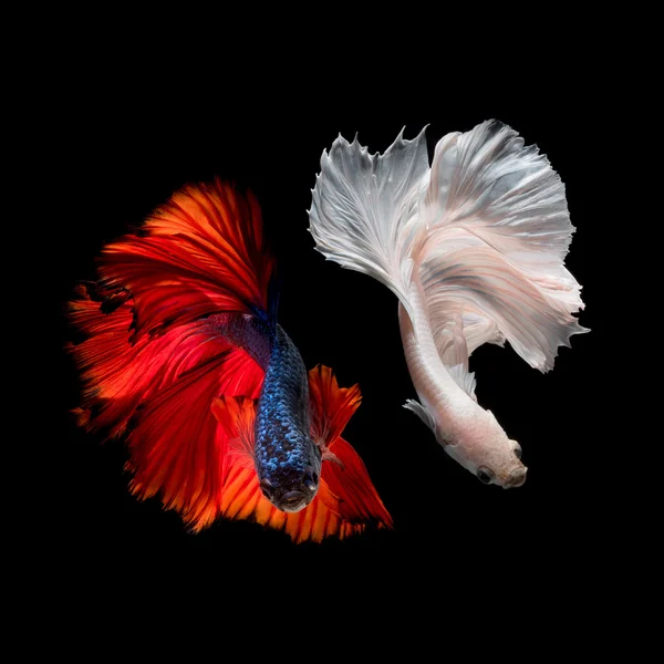 Betta peixe, peixes siameses lutando em movimento isolado em fundo preto — Fotografia de Stock