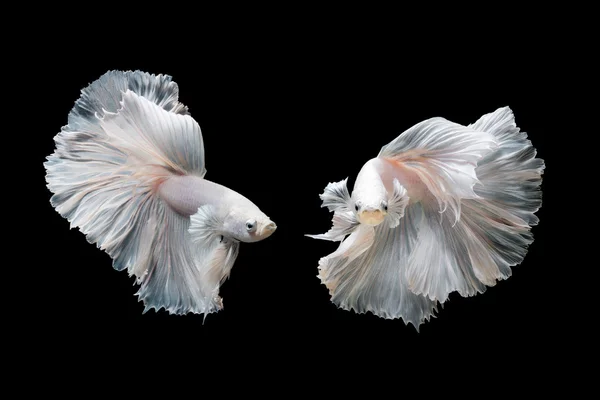 Betta peixe, peixes siameses lutando em movimento isolado em fundo preto — Fotografia de Stock