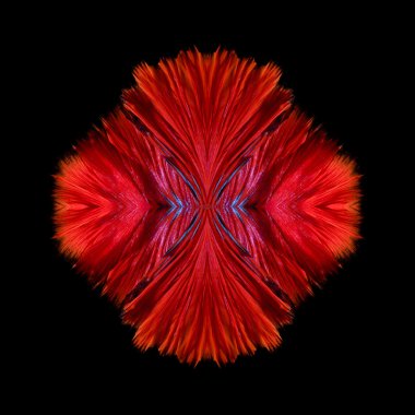 Betta balık veya Siyam mücadele balık Soyut güzel sanatlar balık kuyruk ücretsiz formu