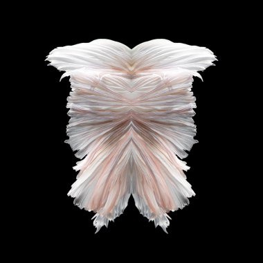 Soyut sanat balık kuyruğu serbest form daha iyi balık veya Siyam mücadele balık siyah arka plan üzerine izole.