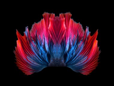 Soyut sanat renkli balık kuyruğu serbest form daha iyi balık veya Siyam mücadele balık siyah arka plan üzerine izole