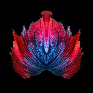 Soyut sanat renkli balık kuyruğu serbest form daha iyi balık veya Siyam mücadele balık siyah arka plan üzerine izole