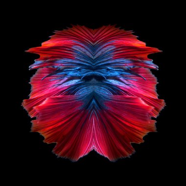 Soyut sanat renkli balık kuyruğu serbest form daha iyi balık veya Siyam mücadele balık siyah arka plan üzerine izole