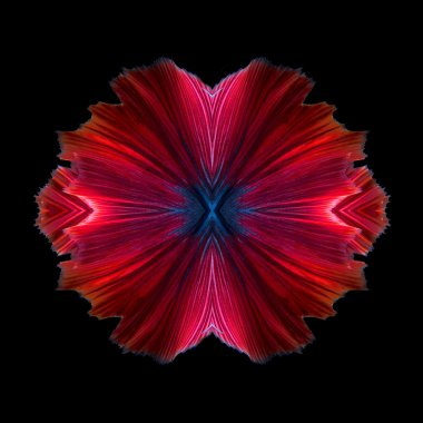 Soyut sanat renkli balık kuyruğu serbest form daha iyi balık veya Siyam mücadele balık siyah arka plan üzerine izole