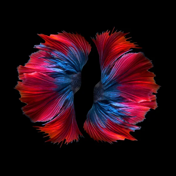 Abstract fine art colourful fish tail free form of Betta fish or Siamese fighting fish isolated on black background — Stock Photo, Image