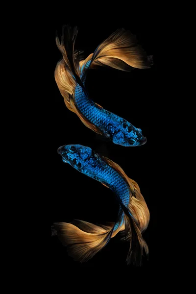 Peixe Betta colorido, peixe siamês em movimento isolado sobre fundo preto. — Fotografia de Stock