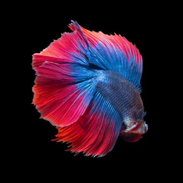 Colorato pesce Betta, pesce siamese combattente in movimento isolato su fondo nero. — Foto Stock