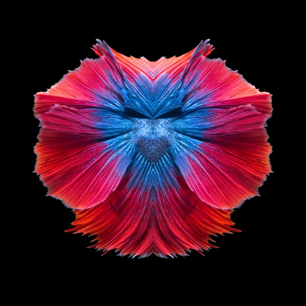 Abstract fine art colourful fish tail free form of Betta fish or Siamese fighting fish isolated on black background — Stock Photo, Image