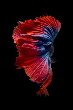 Renkli daha iyi balık, Siyam mücadele balık hareketi