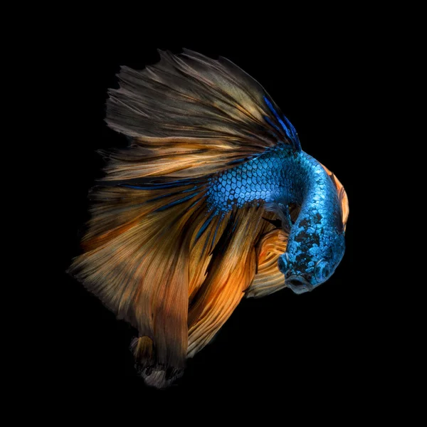 Kleurige Vissen Betta, Siamese vechten vis in beweging — Stockfoto