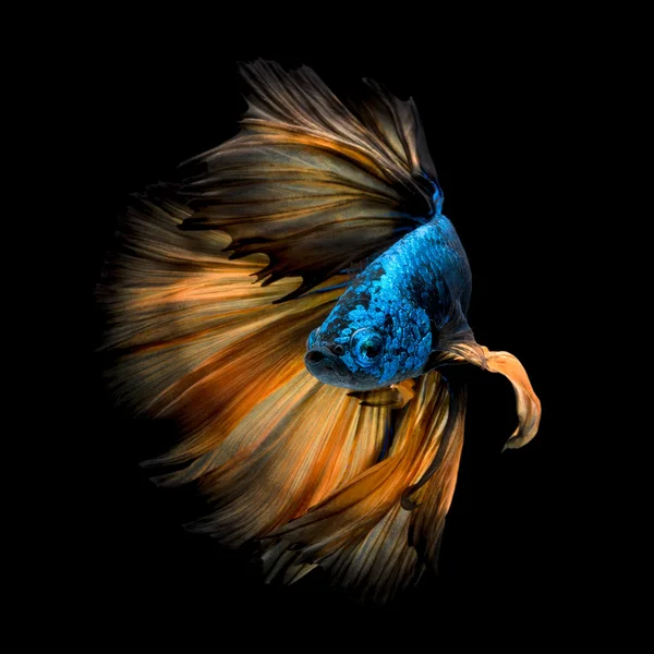 Peces Betta coloridos, peces siameses de lucha en movimiento — Foto de Stock