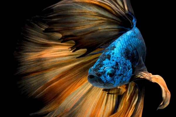 Kleurige Vissen Betta, Siamese vechten vis in beweging — Stockfoto