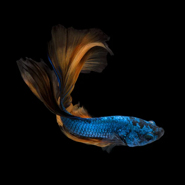Peces Betta coloridos, peces siameses de lucha en movimiento —  Fotos de Stock