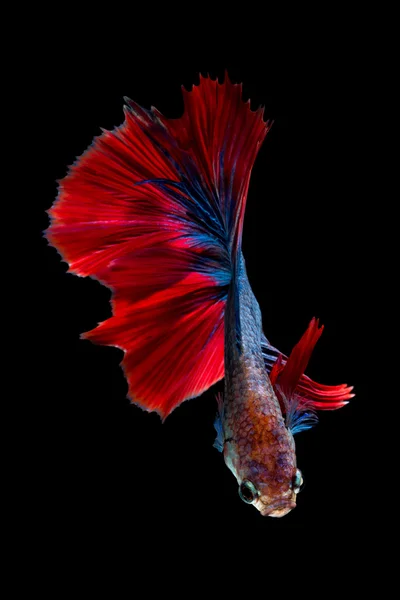 Coloratissimo pesce Betta, pesce siamese in movimento — Foto Stock