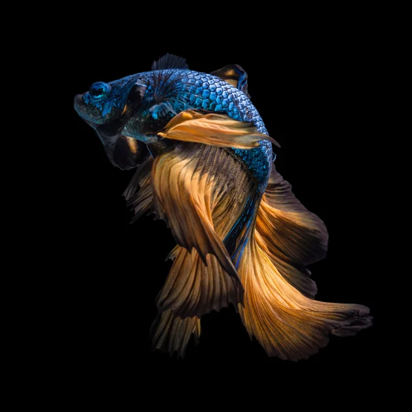 Peces Betta coloridos, peces siameses de lucha en movimiento —  Fotos de Stock