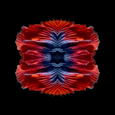 Soyut sanat balık kuyruğu serbest form daha iyi balık veya Siyam mücadele balık siyah arka plan üzerine izole