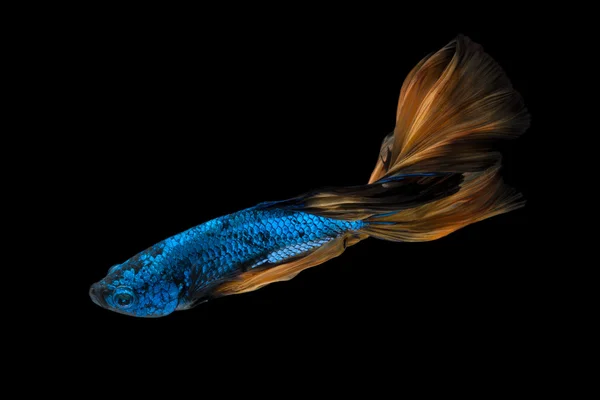 Coloridos peces Betta, peces siameses luchando en movimiento aislados sobre fondo negro. — Foto de Stock