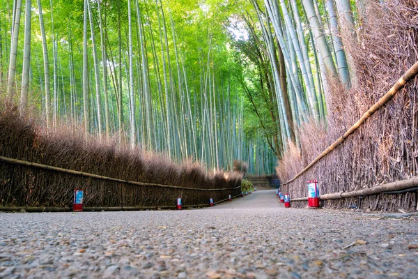 Bela Natureza Bosques Bambu Temporada Outono Arashiyama Kyoto Japão — Fotografia de Stock