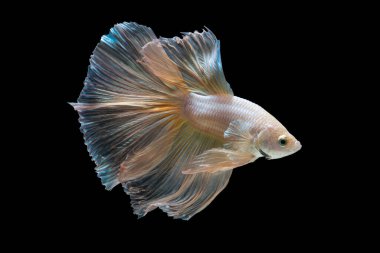 Beta balığının veya Siyam savaşan balıklarının siyah arka planda izole edilmiş sanat hareketlerini kapat