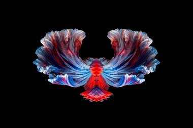 Siyam balığıyla savaşma sanatı veya betta balığı kuyruğu simetri formu arka planıdır